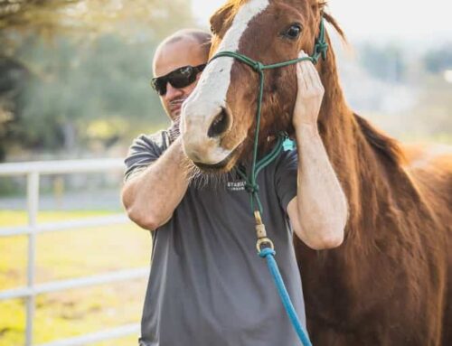 NEW Animal Chiropractic Services